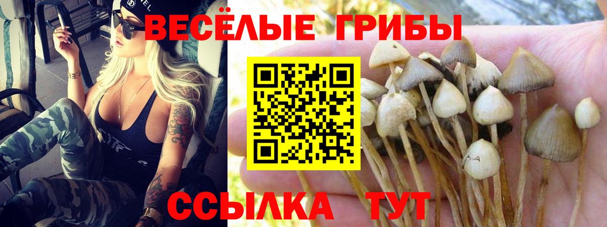 Псилоцибиновые грибы мицелий  Вход с VPN  как найти наркотики  Псилоцибиновые грибы GOLDEN TEACHER  Заречный 
